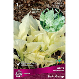 ������ ������ ����� ��������� ���� �����   ����