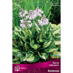 ������ ������ ����� ��������� �������   ����