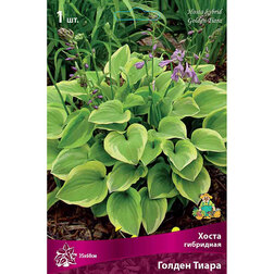 ������ ������ ����� ��������� ������ �����   ����