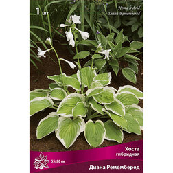 ������ ������ ����� ��������� ����� ����������   ����