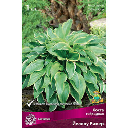 ������ ������ ����� ��������� ������ �����   ����