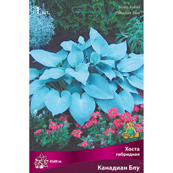 ������ ������ ����� ��������� �������� ���   ����