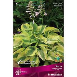 ������ ������ ����� ��������� ���� ���   ����