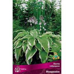 ������ ������ ����� ��������� ��������   ����