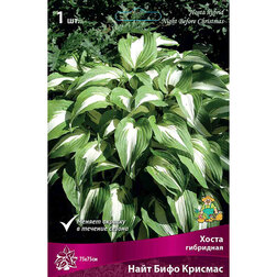 ������ ������ ����� ��������� ���� ���� ��������   ����