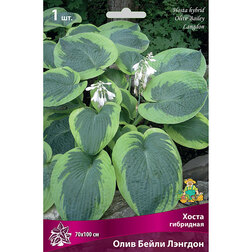 ������ ������ ����� ��������� ���� ����� �������   ����