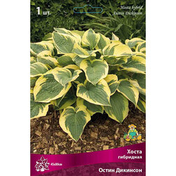 ������ ������ ����� ��������� ����� ��������   ����