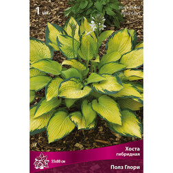 ������ ������ ����� ��������� ���� �����   ����