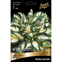 ������ ������ ����� ��������� ���� ��� ���   ����