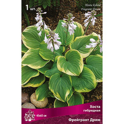 ������ ������ ����� ��������� ��������� ����   ����