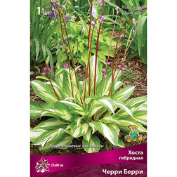 ������ ������ ����� ��������� ����� �����   ����