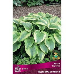 ������ ������ ����� ������� ��������������   ����