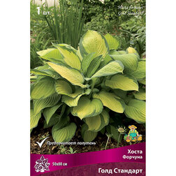 ������ ������ ����� ������� ���� ��������   ����