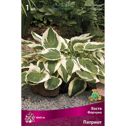 ������ ������ ����� ������� �������   ����