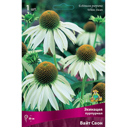 ������ ������ �������� ��������� ���� ����   ����