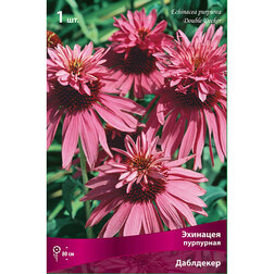 ������ ������ �������� ��������� ���������   ����