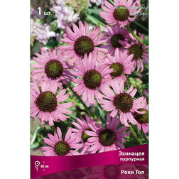 ������ ������ �������� ��������� ���� ���   ����