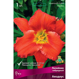 ������ ������ �������� ��������� �������   ����