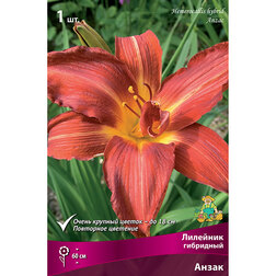 ������ ������ �������� ��������� �����   ����