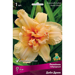 ������ ������ �������� ��������� ���� ����   ����