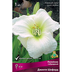 ������ ������ �������� ��������� ������ ������   ����