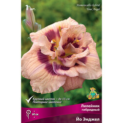 ������ ������ �������� ��������� �� ������   ����