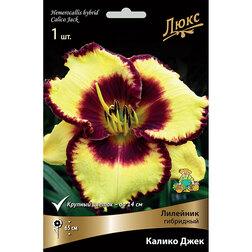 ������ ������ �������� ��������� ������ ����   ����