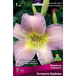 ������ ������ �������� ��������� �������� �������   ����