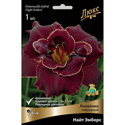 ������ ������ �������� ��������� ���� ������   ����