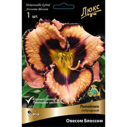 ������ ������ �������� ��������� ������ �������   ����