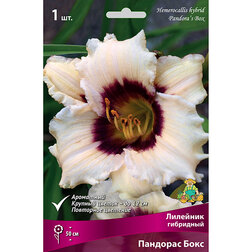 ������ ������ �������� ��������� �������� ����   ����