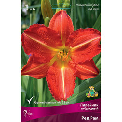 ������ ������ �������� ��������� ��� ���   ����