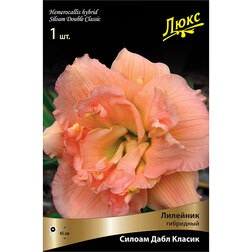 ������ ������ �������� ��������� ������ ���� ������   ����