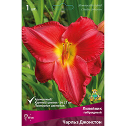 ������ ������ �������� ��������� ������ ��������   ����