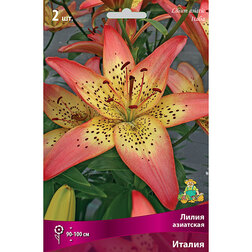 ������ ������ ����� ��������� ������ (2 ��.)   ����