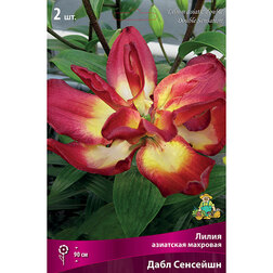 ������ ������ ����� ��������� �������� ���� �������� (2 ��.)   ����