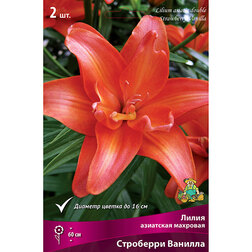 ������ ������ ����� ��������� �������� ��������� ������� (2 ��.)   ����