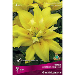 ������ ������ ����� ��������� �������� ���� ������� (2 ��.)   ����