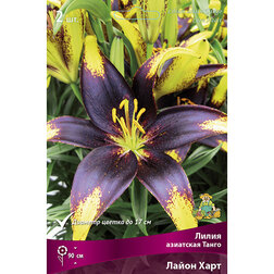 ������ ������ ����� ��������� ����� ����� ���� (2 ��.)   ����