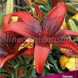 ������ ������ ����� ��������� ����� ����� (2 ��.)   ����