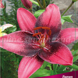 ������ ������ ����� ��������� ����� ϸ�� �� (2 ��.)   ����