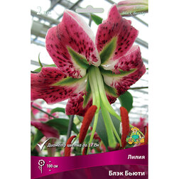 ������ ������ ����� ������� ���� ����� (2 ��.)   ����