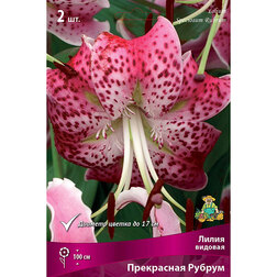 ������ ������ ����� ������� ���������� ������ (2 ��.)   ����