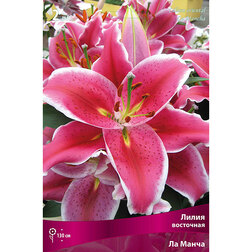 ������ ������ ����� ��������� �� ����� (2 ��.)   ����