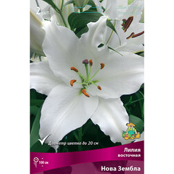 ������ ������ ����� ��������� ���� ������ (2 ��.)   ����