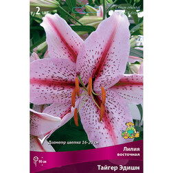 ������ ������ ����� ��������� ������ ����� (2 ��.)   ����