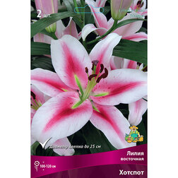 ������ ������ ����� ��������� ������� (2 ��.)   ����