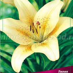 ������ ������ ����� ��-������ ���������� (2 ��.)   ����