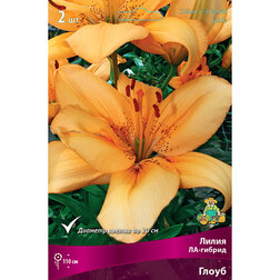 ������ ������ ����� ��-������ ����� (2 ��.)   ����