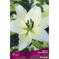 ������ ������ ����� ��-������ ������ (2 ��.)   ����